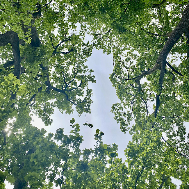 baume_und_himmel_quadrat_2.jpg->description